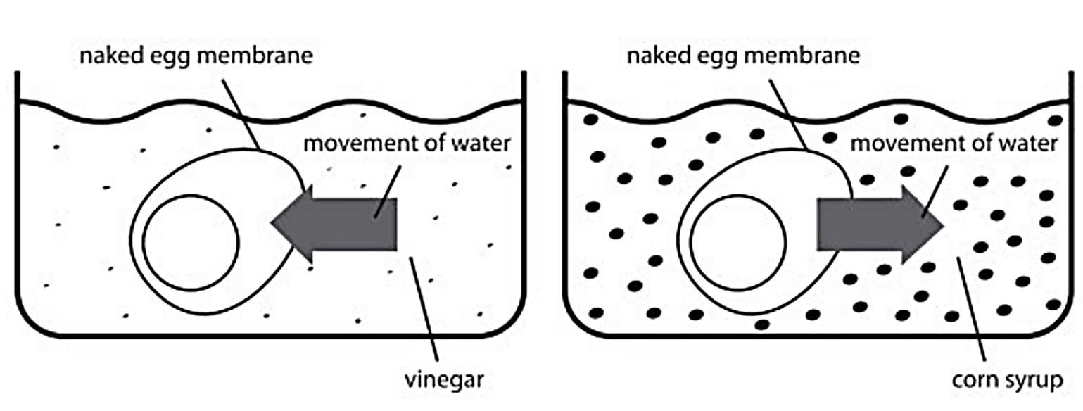 osmosis occuring when an egg (without a shell) is placed in different envri...